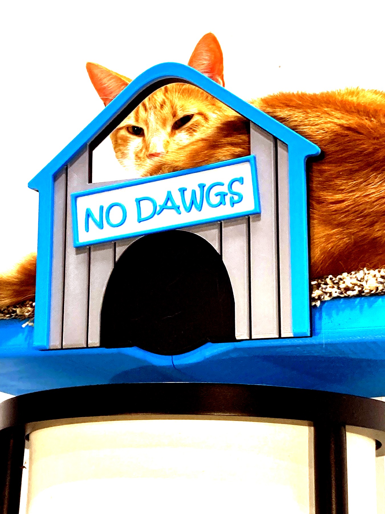 Leonard the cat sitting on his NoDawgs cat wall