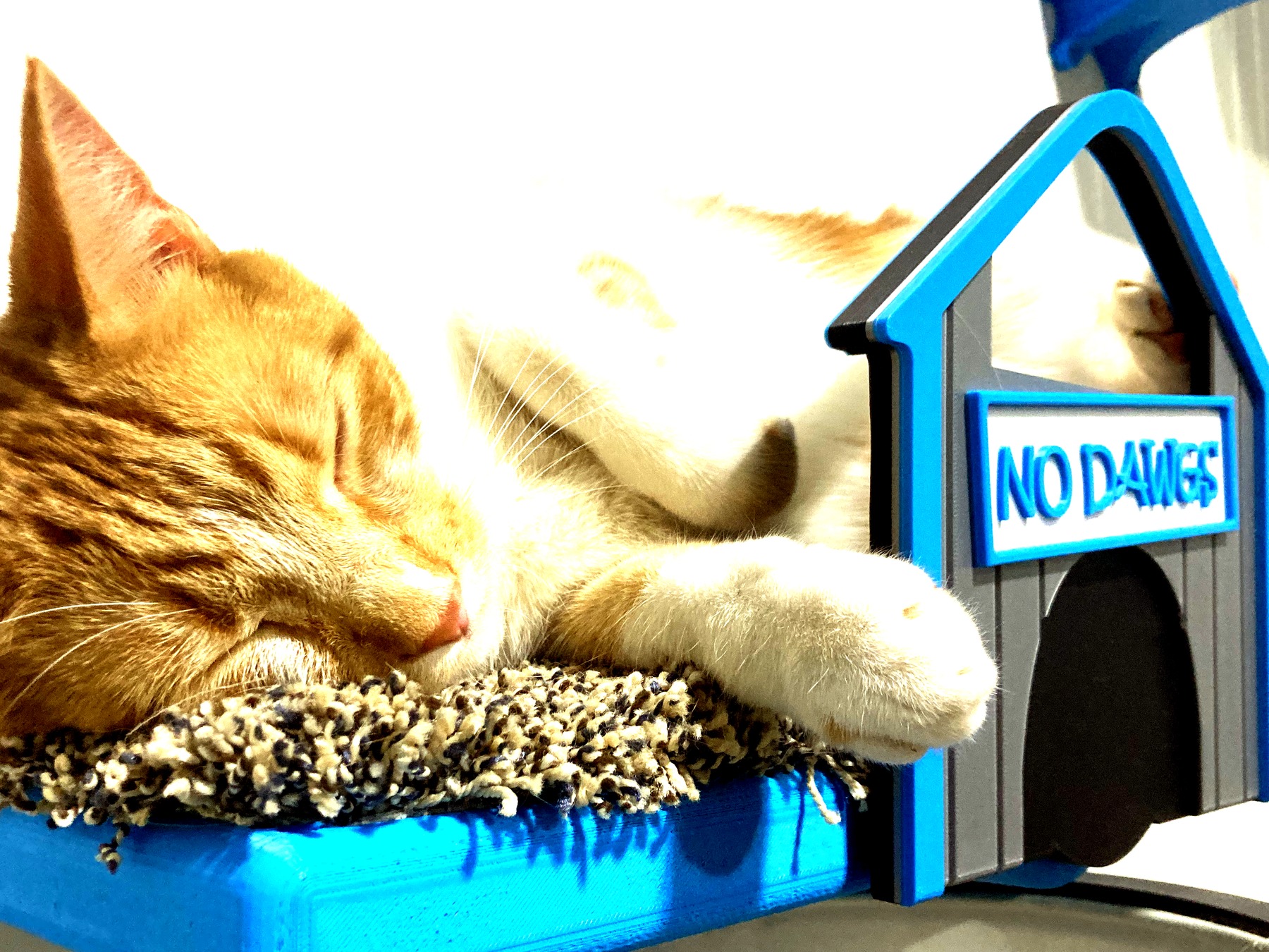 NoDawgs cat wall system installed with NO DAWGS lettering